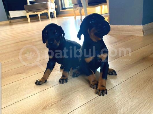 Orjinal Doberman Yavruları görsel
