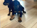 Orjinal Doberman Yavruları