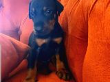 Orjinal Doberman Yavruları