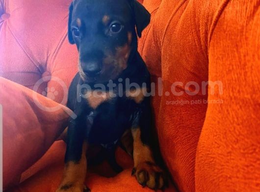Orjinal Doberman Yavruları görsel