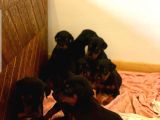 Orjinal Doberman Yavruları