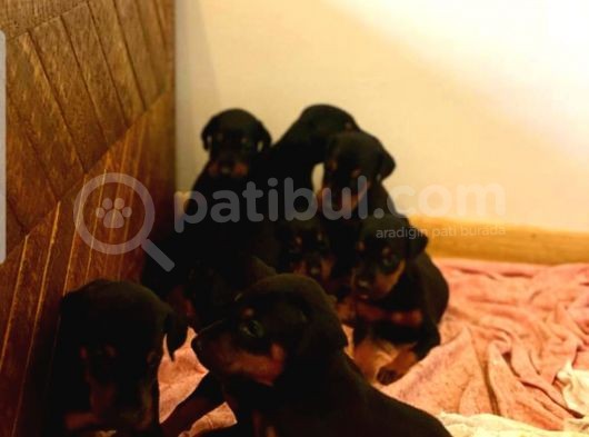 Orjinal Doberman Yavruları görsel