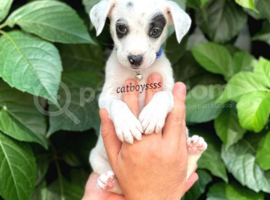 Sevimli Dişi Jack Russel Yavrumuz görsel