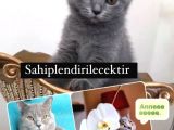 60 Günlük Disi British Kedime Yuva Arıyorum