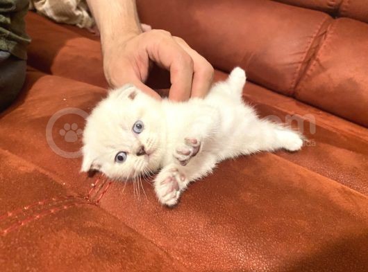 2 Aylık Scottish Fold Gri Dişi Ve Beyaz Erkek görsel