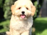 Orjinal Maltipoo Yavrumuz
