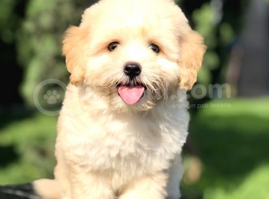 Orjinal Maltipoo Yavrumuz