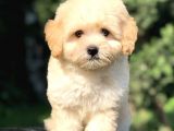 Orjinal Maltipoo Yavrumuz