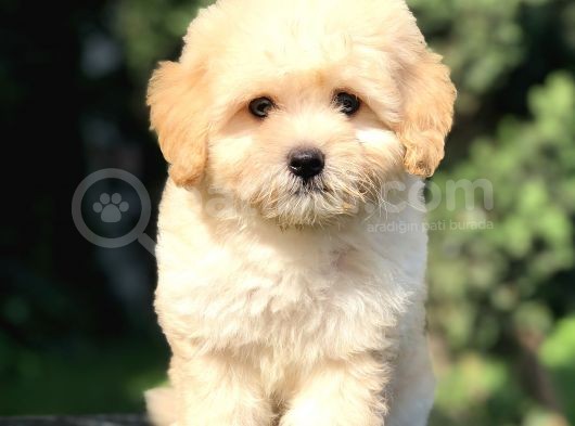 Orjinal Maltipoo Yavrumuz görsel