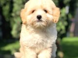 Orjinal Maltipoo Yavrumuz