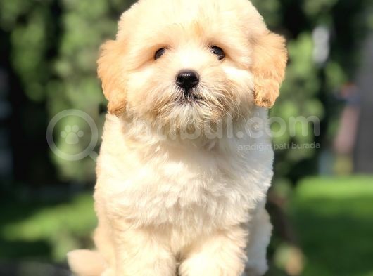 Orjinal Maltipoo Yavrumuz görsel