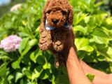 Toy Poodle