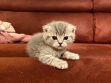2 Aylık Scottish Fold Gri Dişi Ve Beyaz Erkek