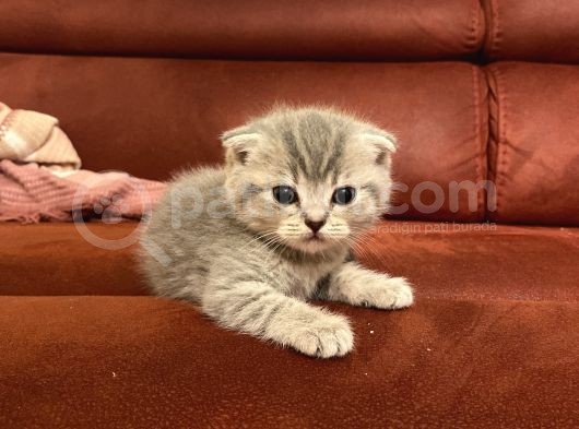 2 Aylık Scottish Fold Gri Dişi Ve Beyaz Erkek görsel