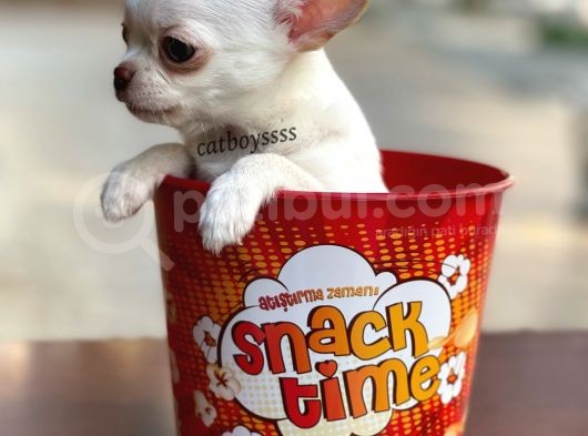 Elma Kafa Dişi Chihuahua Yavrularımız görsel