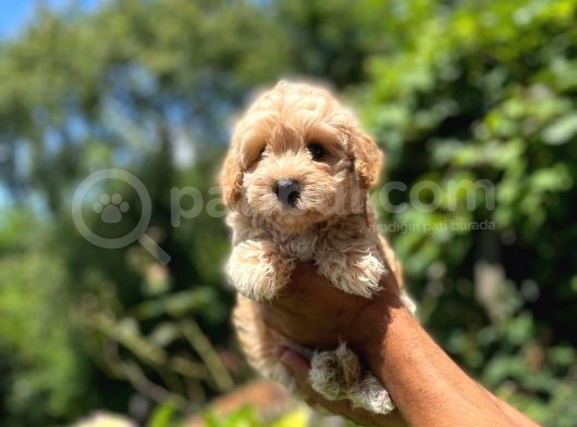 Orji̇nal Malti̇po görsel