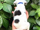 Sevimli Dişi Jack Russel Yavrumuz