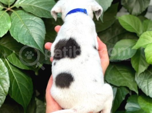 Sevimli Dişi Jack Russel Yavrumuz görsel