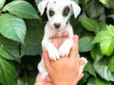 Sevimli Dişi Jack Russel Yavrumuz