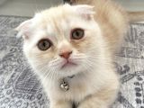 Scottish Fold Golden