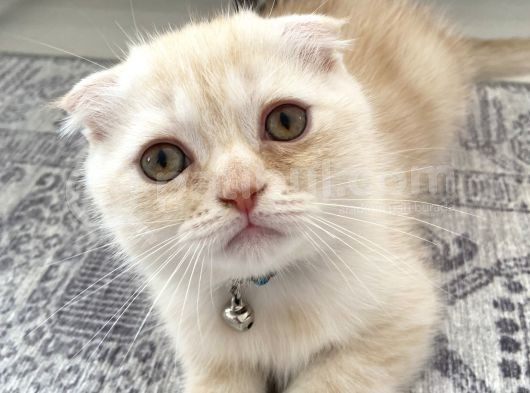 Scottish Fold Golden