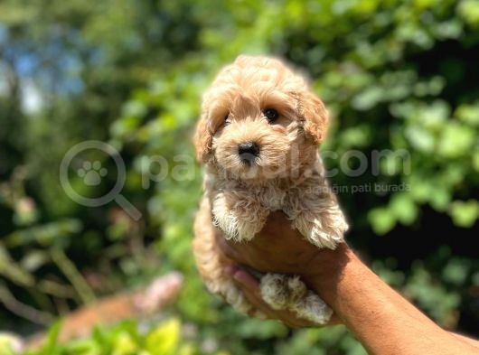 Orji̇nal Malti̇po görsel