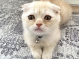 Scottish Fold Golden