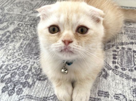 Scottish Fold Golden görsel