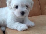 2 Aylık Dişi Maltese Terrier