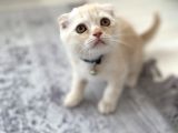 Scottish Fold Golden