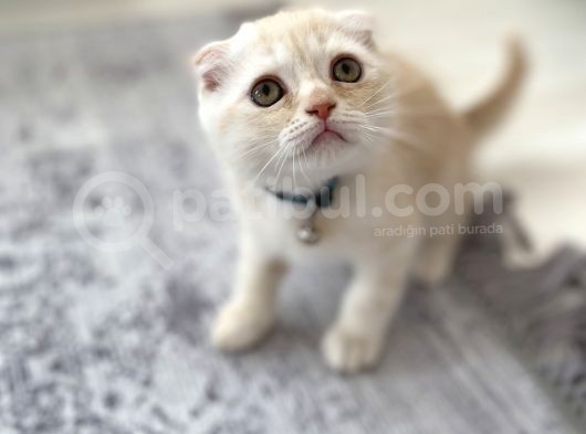 Scottish Fold Golden görsel