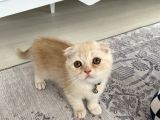 Scottish Fold Golden
