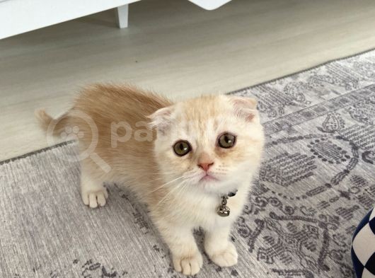 Scottish Fold Golden görsel