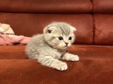 2 Aylık Scottish Fold Gri Dişi Ve Beyaz Erkek