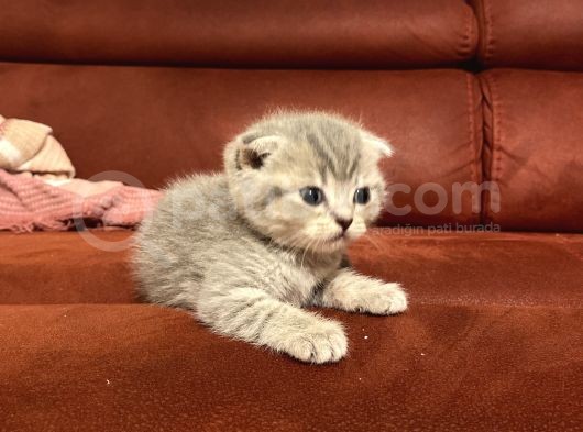 2 Aylık Scottish Fold Gri Dişi Ve Beyaz Erkek görsel