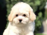Görenleri Kendine Hayran Bırakan Maltıpoo Yavrumuz