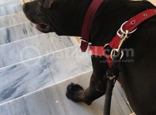 4 Aylık Pitbull görsel