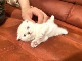 2 Aylık Scottish Fold Gri Dişi ve Beyaz Erkek