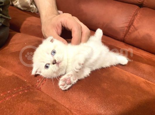 2 Aylık Scottish Fold Gri Dişi Ve Beyaz Erkek