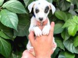 Sevimli Dişi Jack Russel Yavrumuz