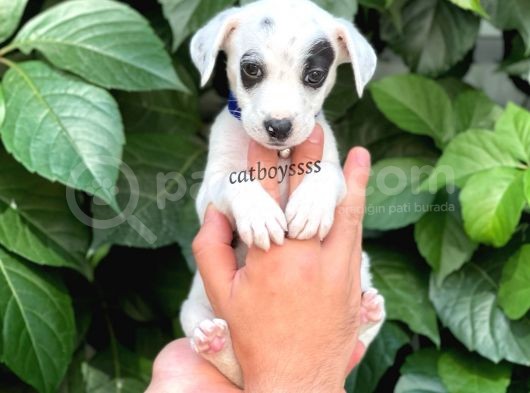 Sevimli Dişi Jack Russel Yavrumuz görsel
