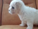 2 Aylık Dişi Maltese Terrier