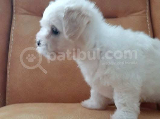 2 Aylık Dişi Maltese Terrier görsel