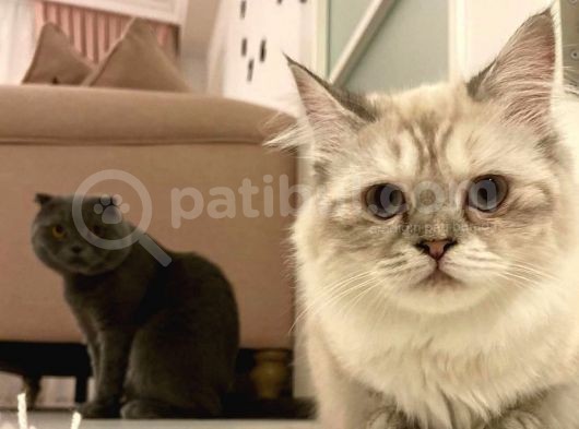 Scottish Fold Golden görsel