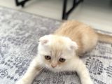 Scottish Fold Golden
