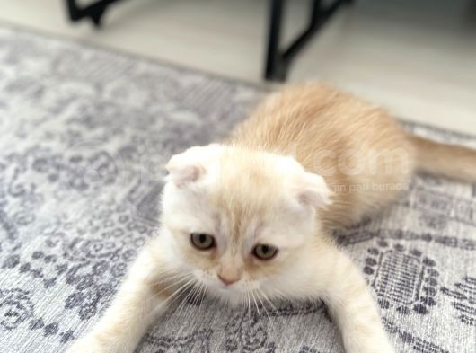Scottish Fold Golden görsel