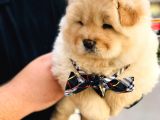 Üst Kalite Chow Chow Yavrularımız 