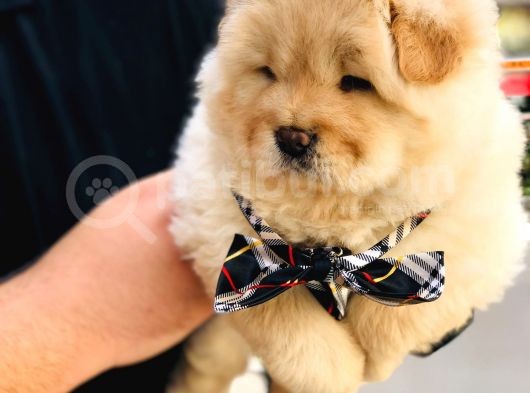 Üst Kalite Chow Chow Yavrularımız  görsel