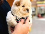 Üst Kalite Chow Chow Yavrularımız 