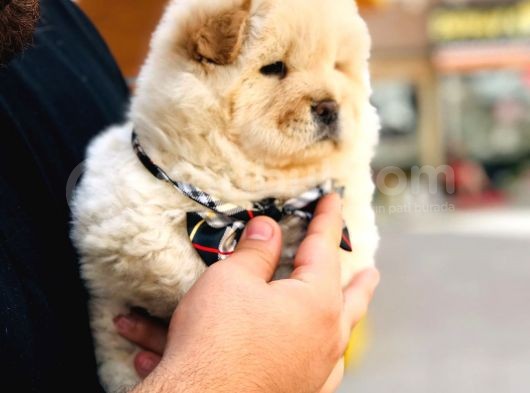 Üst Kalite Chow Chow Yavrularımız  görsel